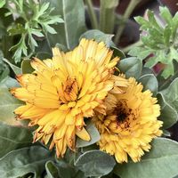 キンセンカ,ラナンキュラス,植物のある暮らし,医療従事者の方々へエールを,訪問看護師にエールをの画像