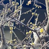 スノードロップ,スノードロップ,ヒヤシンス,ヒヤシンス,ロウバイの画像