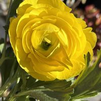 ラナンキュラス,癒し,花のある暮らし,応援花❤️,❤️M.family❤️の画像