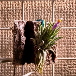 チランジア,ティランジア,ヘーゼルナッツ,エアプランツ,チランジア2年生の画像