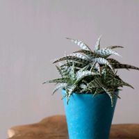 アロエ,アロエブリザード,多肉植物,観葉植物,ベランダの画像