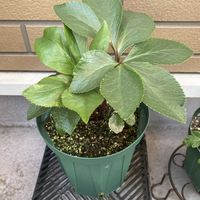 クリスマスローズ,クリスマスローズ,ベランダガーデン,セミダブル,小苗からの育成の画像