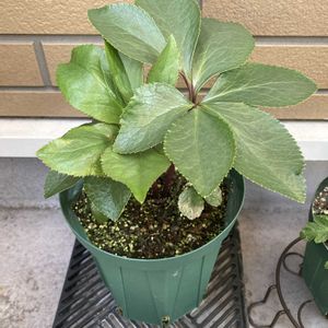 クリスマスローズ,クリスマスローズ,ベランダガーデン,セミダブル,小苗からの育成の画像