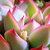 多肉植物,ありがとう♡︎⸜( ´ ꒳ ` )⸝♡︎,Love and Courage,もたらされる陽光の至福…,Yell for You&Meの画像