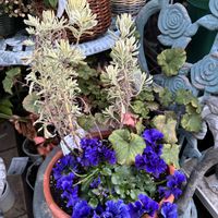 ラベンダー,レースラベンダー,ラベンダーメルロー,お花,花のある生活の画像