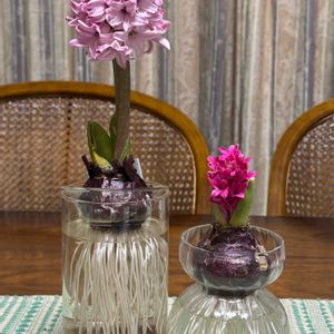 ヒヤシンス,ヒヤシンス 水耕栽培の画像