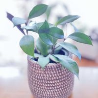 ホヤ．ロイヤルハワイアンパープル,ホヤ♡,多肉植物,観葉植物,ホヤの画像