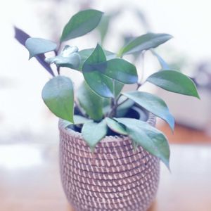 ホヤ．ロイヤルハワイアンパープル,ホヤ♡,多肉植物,観葉植物,ホヤの画像