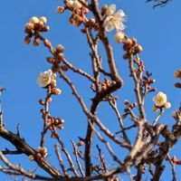 スイセン,ウメ（梅）,運動公園への道での画像