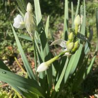 コスモス,ストック,ラベンダー,水仙,庭の花の画像