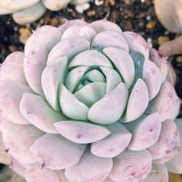 多肉植物,庭の画像