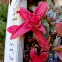 エケベリア,エケベリア,多肉植物　火祭り,多肉植物 桜吹雪,多肉植物パープルデライトの画像