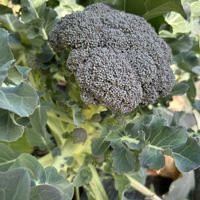 ブロッコリー,ネーブルオレンジ,畑の様子,家庭菜園の画像