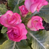 薔薇咲きジュリアン　ブライダルベル,鉢植え,元気に育ててますよ,ローズ系色,テラスの画像