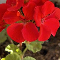 アイビーゼラニウム,アリッサム,ゼラニウム,パンジー・ビオラ,パンジーの画像