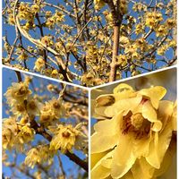 ロウバイ,地植え,スマホ撮影,おうち園芸,小さな庭の画像