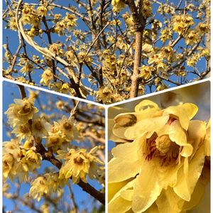 ロウバイ,地植え,スマホ撮影,おうち園芸,小さな庭の画像