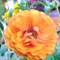 観葉植物,はなはな,花のある暮らし,花の写真,花のある生活の画像