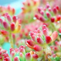 乙女心,多肉植物,ボタニカルライフ,多肉植物のある暮らしの画像