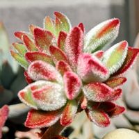 ハムシー,多肉植物,観葉植物,多肉植物とサボテン,花のある暮らしの画像