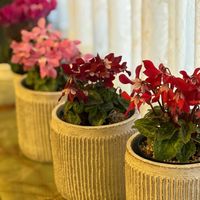 シクラメン,シクラメン ジックス,ガーデンシクラメン クレヨン,ハクサン,プロトリーフ植物部花班の画像