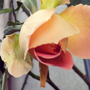 バラ ブラスバンド,バラ 鉢植え,癒しの植物,バラを楽しむ,育てる楽しみの画像