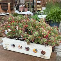 乙女心,多肉植物,ガーデニングの画像