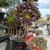 黒法師,多肉植物,ガーデニング,アエオニウムの画像