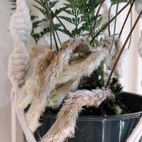 トキワシノブ,トキワシノブの画像