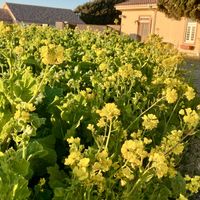 チューリップ,チューリップ,菜の花,菜の花,可愛い〜♡の画像