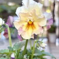 パンジー,フリル咲き小輪パンジー ペルクレア,花のある暮らし,植物のある暮らし,お花好きの人と繋がりたいの画像