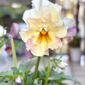 パンジー,フリル咲き小輪パンジー ペルクレア,花のある暮らし,植物のある暮らし,お花好きの人と繋がりたいの画像