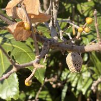 ロウバイ,花壇,ガーデニング,山野草,樹木の画像