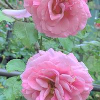 バラ,バラと夢CLUB,チーム岐阜,ピンクワールドへ ようこそ,ユーミンつながりの画像