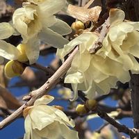 ロウバイ,花壇,ガーデニング,山野草,樹木の画像