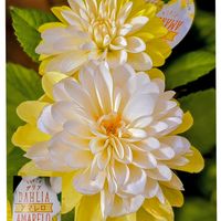 ダリア,ダリア　レモンイエロー,ダリア　レモンイエロー,ガーデニング,マイガーデンの画像