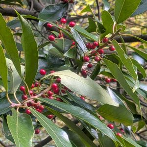 ナナミノキ,ナナミノキ,里山観察会の画像