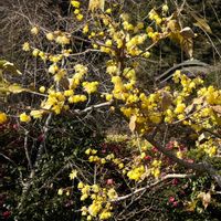 ロウバイ,オーガスタ,フィカス,素敵なカフェ,今日のお花の画像