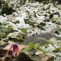 ガーデンシクラメン,いつもありがとうございますの画像