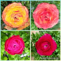 ラナンキュラス,赤い花,つぼみ,ピンクの花,かわいい♡の画像