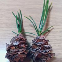 ガジュマル,胡蝶蘭,デンドロビューム,アボカド鉢植え,ベランダの画像