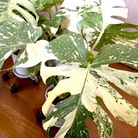 モンステラ,サトイモ科,モンステラ デリシオーサ,モンステラ デリシオーサ タイコンステレーション,モンステラ デリシオーサ タイコンステレーション クリームブリュレの画像