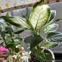 シンゴニウム,バンブー,デヘンバキア クールビューティ,デヘンバキア クールビューティ,観葉植物の画像