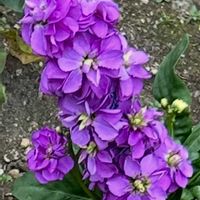 ストックの画像