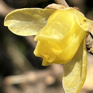 蝋梅(ロウバイ),地植え,いい香り,花のある暮らし,綺麗な色の画像
