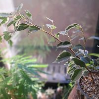 エバーフレッシュ,エバーフレッシュ,ベンジャミン,ベンジャミン,ベンジャミンフィカスベンジャミナの画像