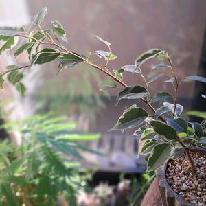 エバーフレッシュ,エバーフレッシュ,ベンジャミン,ベンジャミン,ベンジャミンフィカスベンジャミナの画像