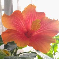 ハイビスカス,ハイビスカス ミセスユミ,SDGs,心に笑顔の花を,リビング・ダイニングの画像