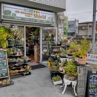 多肉植物,ウラボシ科,ビカクシダ属,食中植物,塊根の画像