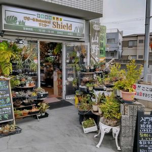 多肉植物,ウラボシ科,ビカクシダ属,食中植物,塊根の画像